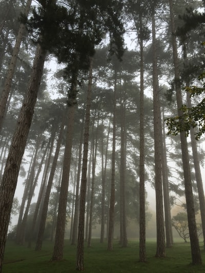 高大的树木被雾包围着的感觉
